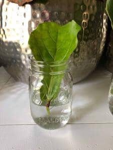 Preparing to Propagate a Fiddle Leaf Fig Plant (With Pictures) 12 Wait for 4 to 6 Weeks