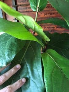 Preparing to Propagate a Fiddle Leaf Fig Plant (With Pictures) 6 Leaf Cutting Strategy