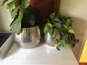 Preparing to Propagate a Fiddle Leaf Fig Plant (With Pictures) 5 A Bright Spot