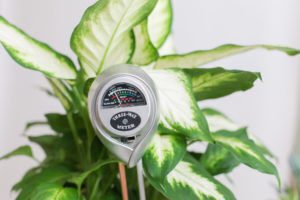Everything You Need to Know About Fiddle Leaf Fig Care 5 Moisture Meter
