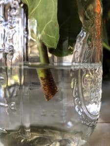 Preparing to Propagate a Fiddle Leaf Fig Plant (With Pictures) 9 Perfect Submerged Root