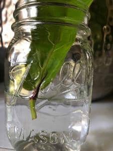 Preparing to Propagate a Fiddle Leaf Fig Plant (With Pictures) 7 What's the best way to propagate a fiddle leaf fig plant? Here's your step-by-step guide to ensure a successful outcome and a smooth process!