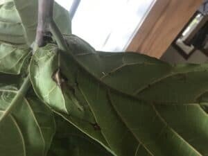 The Ultimate Photo Identification Guide to Fiddle Leaf Fig Brown Spots 15 Physical Trauma