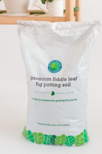 Everything You Need to Know About Fiddle Leaf Fig Care 4 Premium Fiddle Leaf Fig Potting Soil