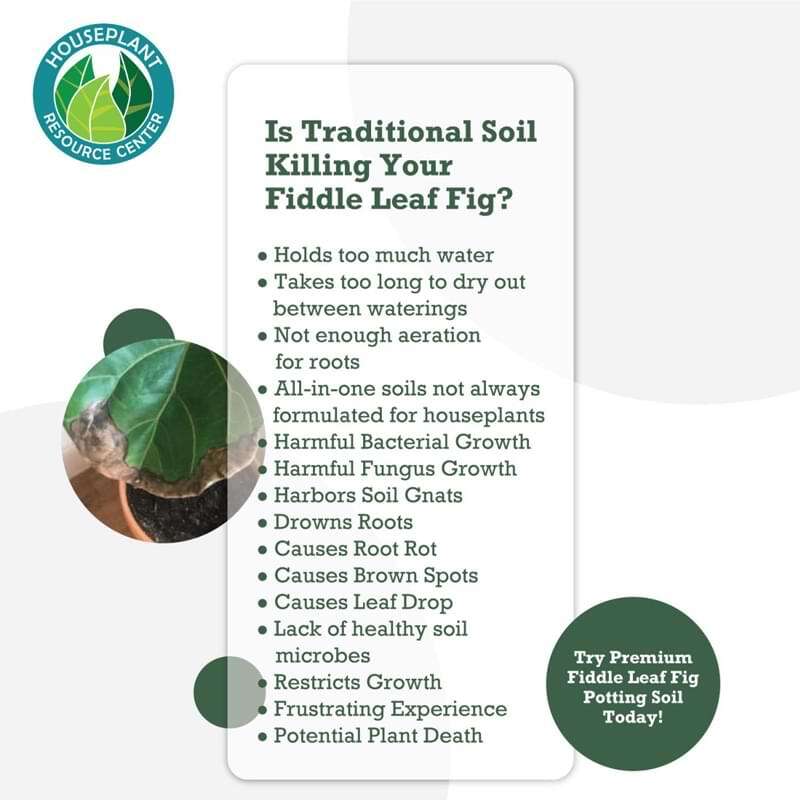 Premium Fiddle Leaf Fig Potting Soil