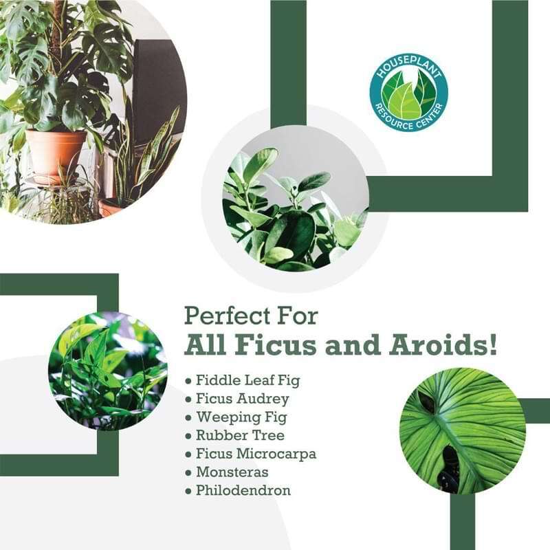 Premium Fiddle Leaf Fig Potting Soil