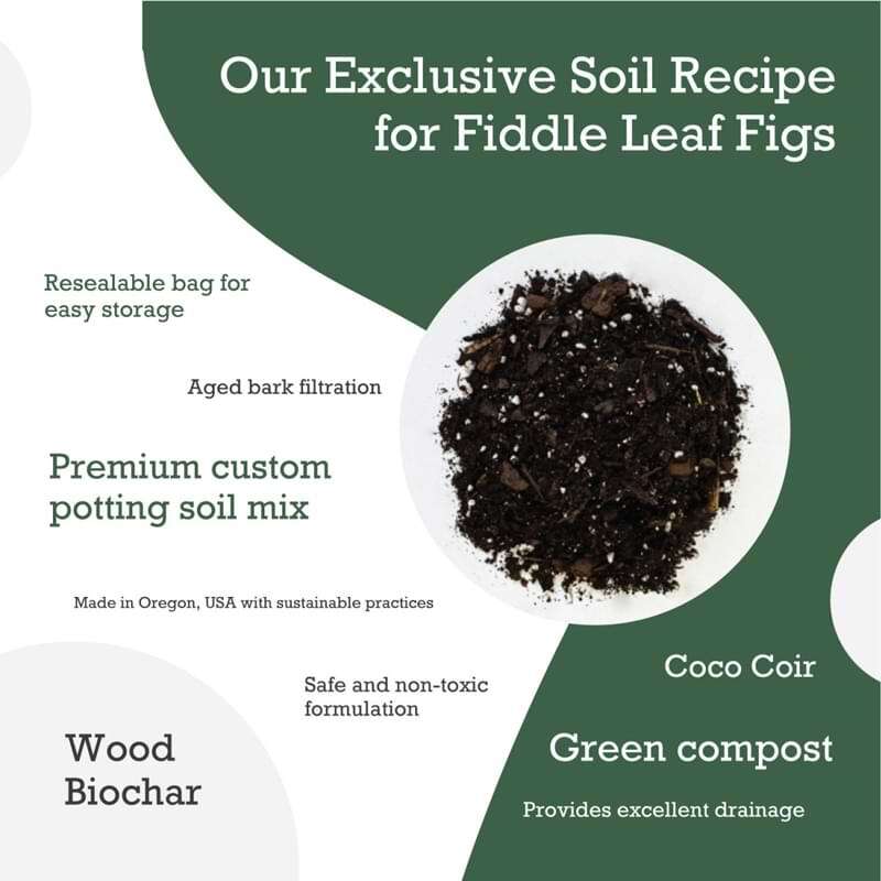 Premium Fiddle Leaf Fig Potting Soil