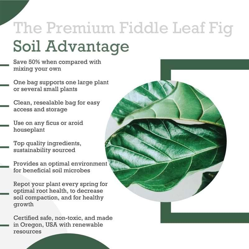 Premium Fiddle Leaf Fig Potting Soil 6 Premium Fiddle Leaf Fig Potting Soil
