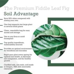 Fiddle Leaf Fig Potting Soil Mix – Premium Organic Blend With Biochar For Fast Growth, Healthy Roots & Better Drainage