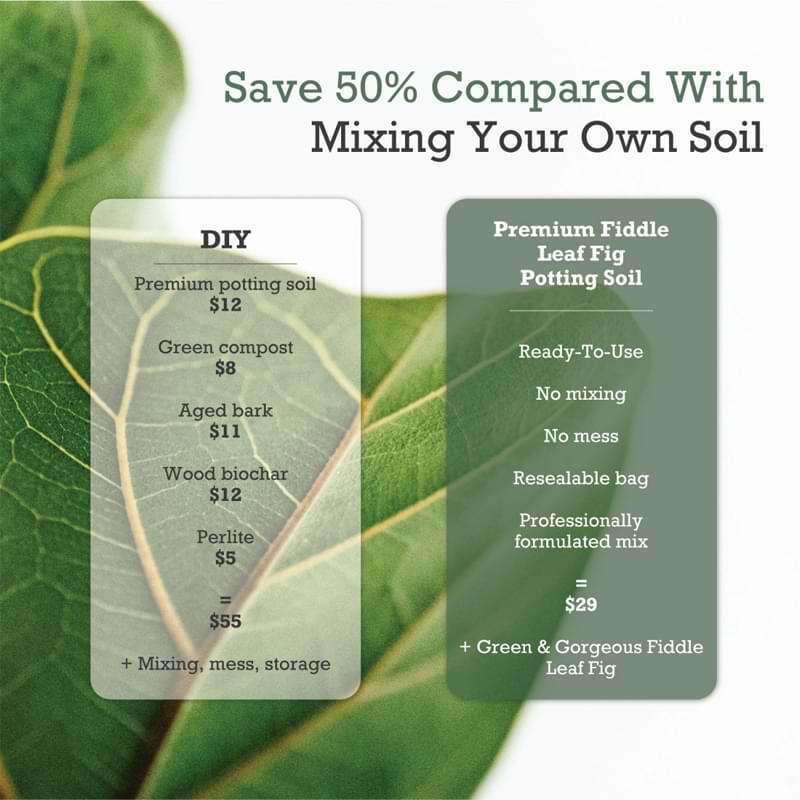 Premium Fiddle Leaf Fig Potting Soil 7 Premium Fiddle Leaf Fig Potting Soil