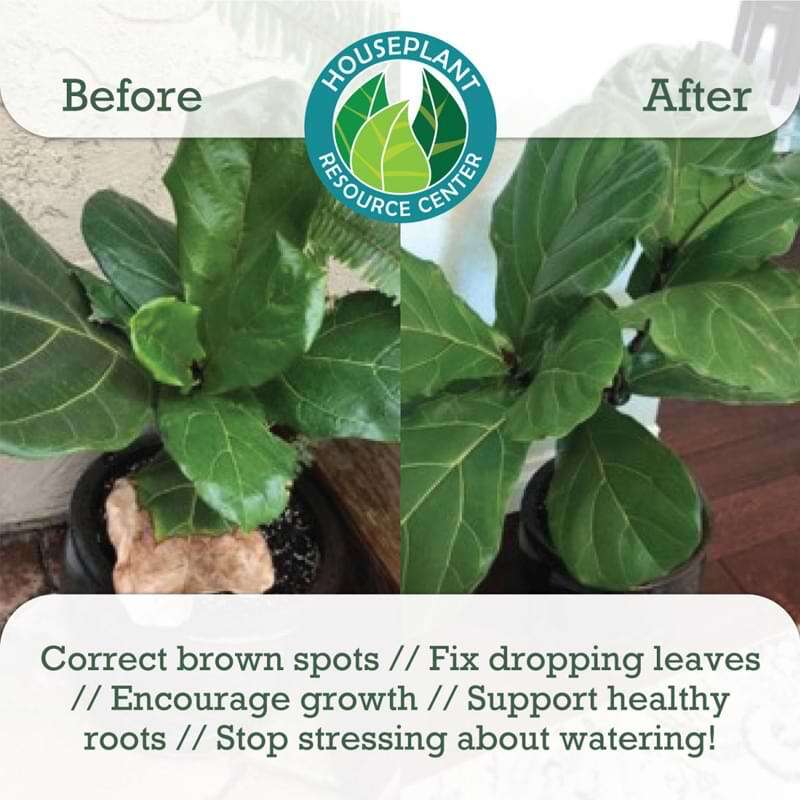 Premium Fiddle Leaf Fig Potting Soil 8 Premium Fiddle Leaf Fig Potting Soil