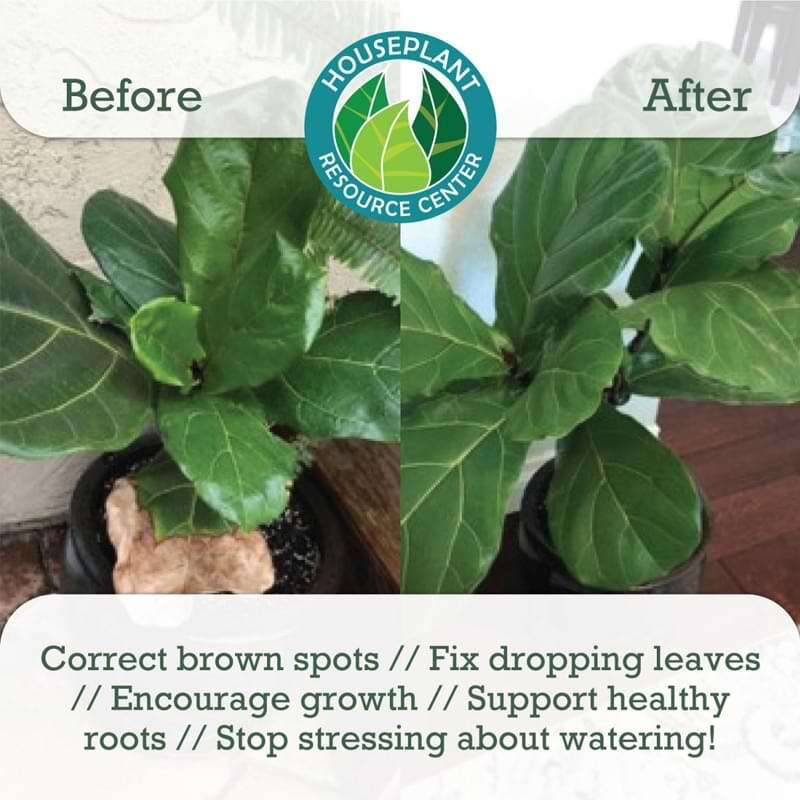 Premium Fiddle Leaf Fig Potting Soil