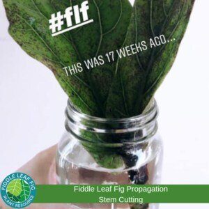 Take Your Stem Cutting