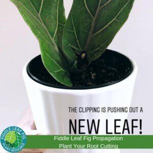 Plant Your New Rooted Cutting
