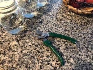 Preparing to Propagate a Fiddle Leaf Fig Plant (With Pictures) 10 Pruning Shears