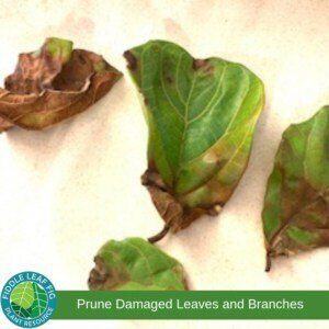 Healthy plants can get lopsided or too big. Pruning and shaping your fiddle leaf fig keeps it healthy, balanced, and a good size.