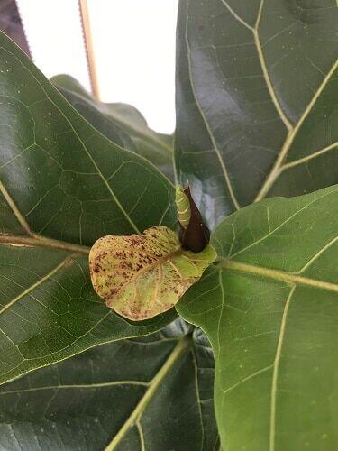 Red Spots on Fiddle Leaf Fig Tree? Here's Why (and What to Do)