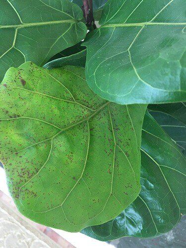 Red Spots on Fiddle Leaf Fig Tree? Here's Why (and What to Do) 7 RED OR3