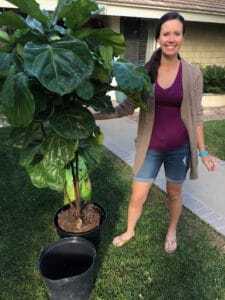 How to Repot a Fiddle Leaf Fig Tree (And Add a Decorative Container!)