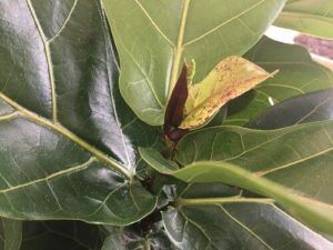 Red or Brown Spots Plaguing New Growth on Your Fiddle Leaf Fig Tree