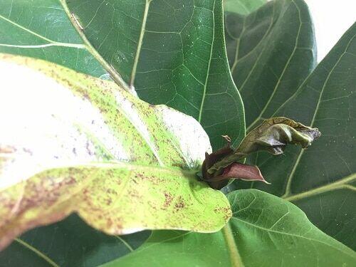Red or Brown Spots Plaguing New Growth on Your Fiddle Leaf Fig Tree
