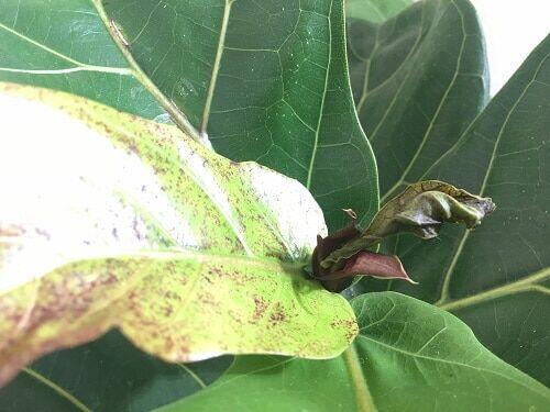 Red Spots on Fiddle Leaf Fig Tree? Here's Why (and What to Do) 8 Red or Brown Spots Plaguing New Growth on Your Fiddle Leaf Fig Tree