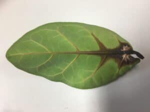The Ultimate Photo Identification Guide to Fiddle Leaf Fig Brown Spots 7 Black or Brown Spots