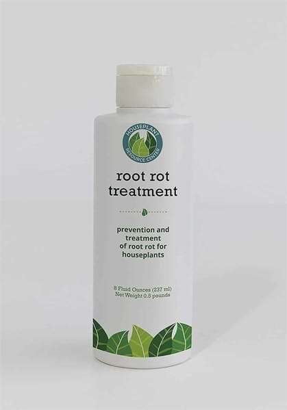 Root Supplement for Fiddle Leaf Figs (FAQ) 1 Root Rot Treatment Fiddle Leaf Fig