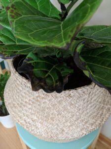 The Ultimate Photo Identification Guide to Fiddle Leaf Fig Brown Spots 5 Brown Spots on the Bottom Leaves