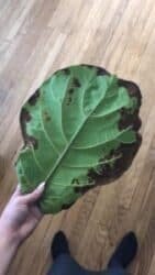 The Ultimate Photo Identification Guide to Fiddle Leaf Fig Brown Spots 4 Root Rot on Fiddle Leaf Fig Leaves