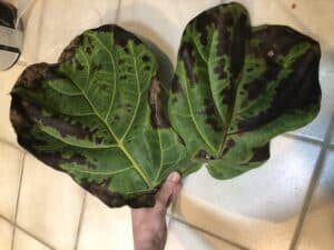 The Ultimate Photo Identification Guide to Fiddle Leaf Fig Brown Spots 6 Spreading Black