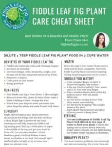 Fiddle Leaf Fig Care Cheat Sheet