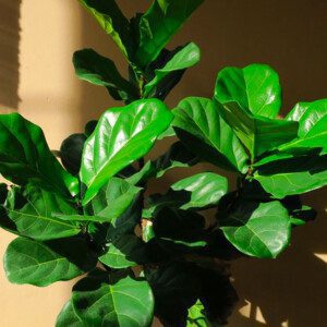 Ficus Lyrata Care | Caring For a Banjo Fig 5 Keep your Tree Happy