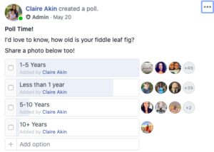 How Long Do Fiddle Leaf Fig Plants Live? 4 we polled our fiddle leaf fig community members