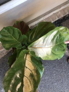 The Ultimate Photo Identification Guide to Fiddle Leaf Fig Brown Spots 17 Indicate Sunburn