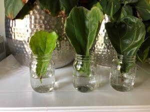 Three Fiddle Leaf Fig Cuttings