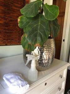 Wipe Down Fiddle Leaf Fig Leaves