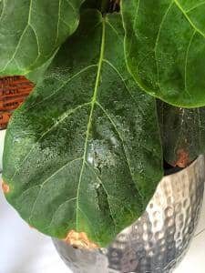Three Ways to Clean Fiddle Leaf Fig Leaves 13 Wipe Down Fiddle Leaf Fig Leaves
