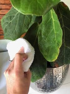 Three Ways to Clean Fiddle Leaf Fig Leaves 14 Wipe Down Fiddle Leaf Fig Leaves
