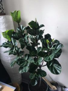 Bambino and Dwarf Fiddle Leaf Figs: What Is the Difference? 6 Bambino fiddle leaf fig leaves