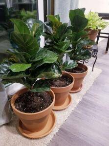 Bambino and Dwarf Fiddle Leaf Figs: What Is the Difference? 8 Bambino