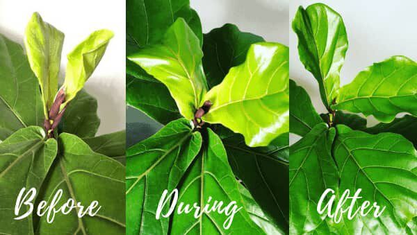 Fiddle Leaf Fig Thrive
