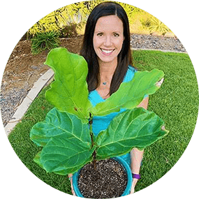 THE EXCLUSIVE FIDDLE LEAF FIG CARE 101 WEBINAR 4 Claire Akin