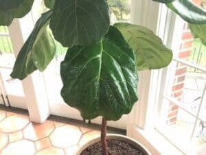 Do you want shiny fiddle leaf fig leaves? Learn what to put on fiddle leaf fig leaves and what not to use so you do not harm your plant.