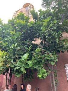 How Long Do Fiddle Leaf Fig Plants Live? 5 Have you wondered, how long do fiddle leaf fig plants live? Discover how long your plant will live by watching this informative video.