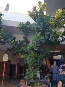 How Long Do Fiddle Leaf Fig Plants Live? 6 Disney Fiddle Leaf Fig