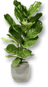 fiddle leaf fig plant food