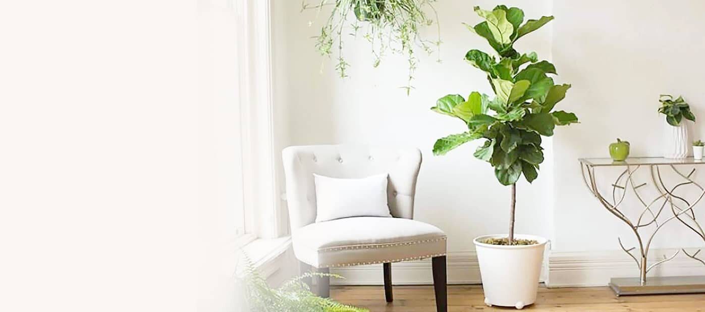 fiddle leaf fig course bg