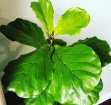 Fiddle Leaf Fig Plant