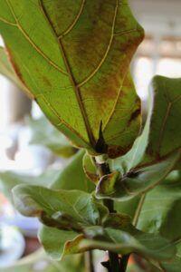 over watered plant shows brown spots